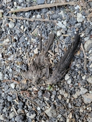 Chaetura pelagica
