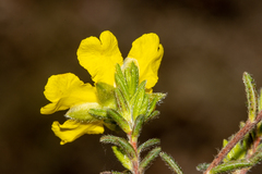 Hibbertia riparia