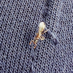 Ponerinae