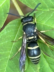 Euodynerus foraminatus