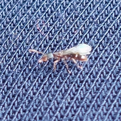 Ponerinae
