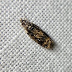 Ardozyga sodalisella