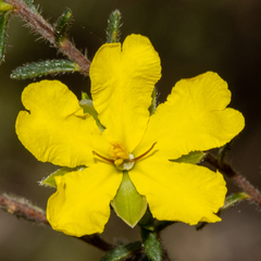 Hibbertia riparia