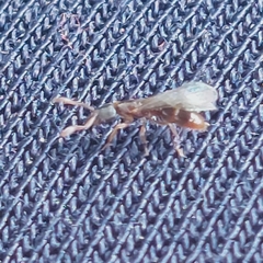 Ponerinae