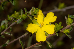 Hibbertia riparia