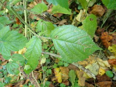 Stigmella splendidissimella