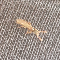 Ponerinae