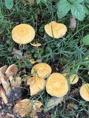 Cystoderma