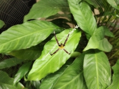 Argiope versicolor