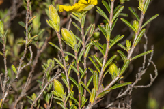 Hibbertia riparia