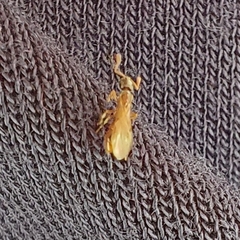 Ponerinae