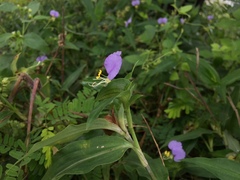 Commelina undulata