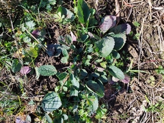 Dracocephalum nutans