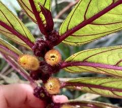 Columnea