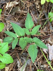 Zizia aurea