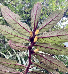 Columnea