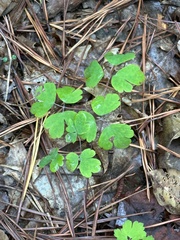 Aquilegia canadensis