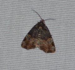 Ozarba catilina