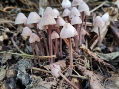 Mycena haematopus