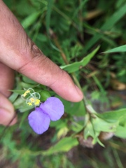 Commelina undulata