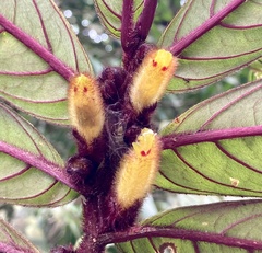 Columnea