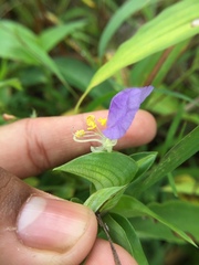 Commelina undulata