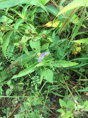 Commelina undulata