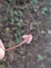 Mycena haematopus