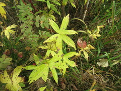 Anemonastrum dichotomum