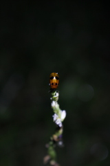Chrysomeloidea
