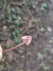 Mycena haematopus