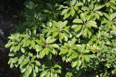 Triadica cochinchinensis