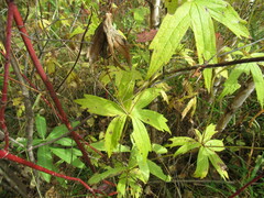 Anemonastrum dichotomum