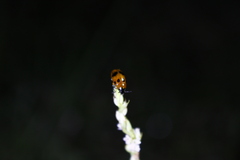 Chrysomeloidea