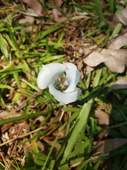 Cypella opalina opalina