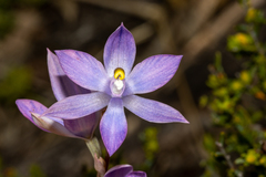 Thelymitra megcalyptra