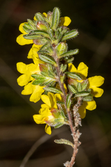 Hibbertia sericea