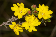 Hibbertia sericea