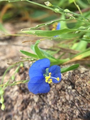 Commelina attenuata
