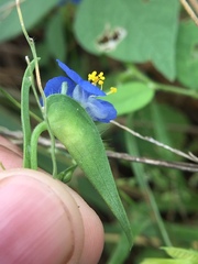 Commelina attenuata
