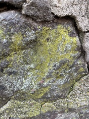 Phaeophyscia adiastola