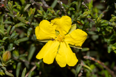 Hibbertia devitata