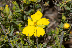 Hibbertia devitata
