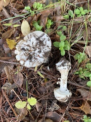 Amanita magnivelaris