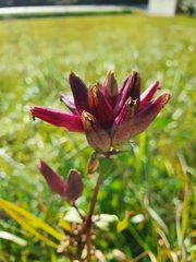 Gentiana pannonica