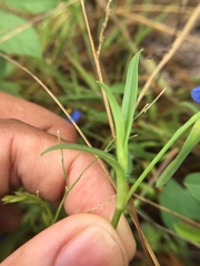 Commelina attenuata