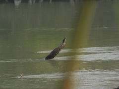 Microcarbo pygmaeus