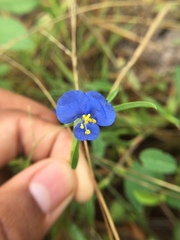 Commelina attenuata
