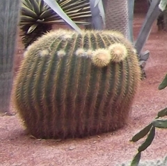 Kroenleinia grusonii