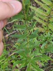 Rhopalomyia racemicola